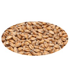 Солод пшеничный зерновой  Wheat malt